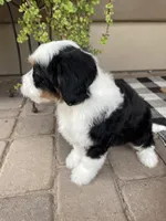 Yankee, a male Cavapoo and Miniature Bernedoodle for sale in Superior, AZ – 2 of 4