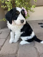 Coco, a female Bernedoodle and Golden Mountain Doodle for sale in Superior, AZ – 4 of 9