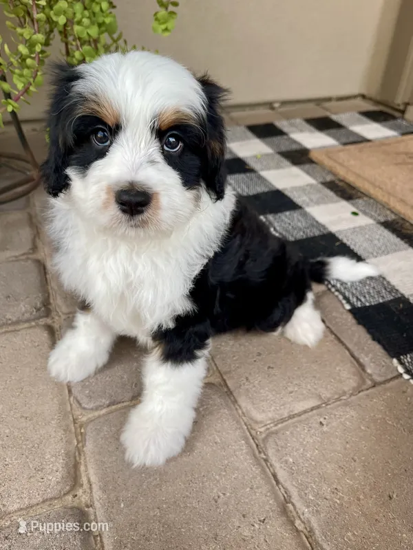 Yankee – Cavapoo, Miniature Bernedoodle puppy for sale in Superior, AZ