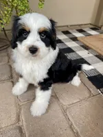 Yankee, a male Cavapoo and Miniature Bernedoodle for sale in Superior, AZ – 1 of 4