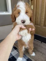 Socks, a male Miniature Bernedoodle for sale in Superior, AZ – 5 of 7
