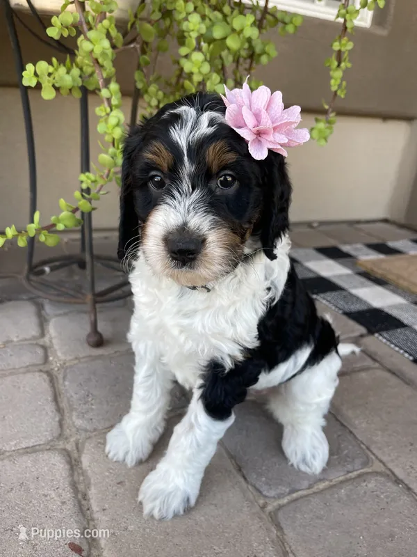 Bali – Bernedoodle, Golden Mountain Doodle puppy for sale in Superior, AZ