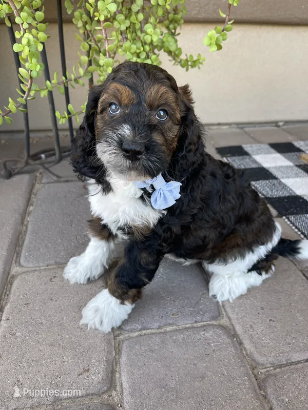 Kai – Bernedoodle, Golden Mountain Doodle puppy for sale in Superior, AZ
