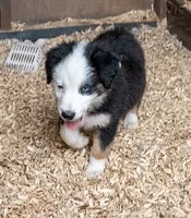 Bear, a male Miniature Australian Shepherd for sale in Superior, AZ – 2 of 4