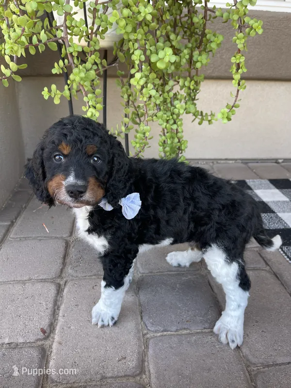 Maui  – Bernedoodle, Golden Mountain Dog puppy for sale in Superior, AZ