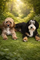 Yankee, a male Cavapoo and Miniature Bernedoodle for sale in Superior, AZ – 4 of 4