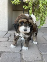 Moana, a female Bernedoodle and Golden Mountain Doodle for sale in Superior, AZ – 3 of 10