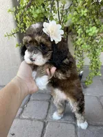 Moana, a female Bernedoodle and Golden Mountain Doodle for sale in Superior, AZ – 4 of 10