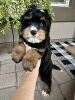 Rocket, a male Cavapoo and Miniature Bernedoodle for sale in Superior, AZ – 1 of 3