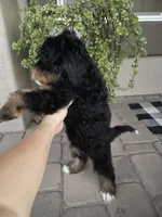 Rocket, a male Cavapoo and Miniature Bernedoodle for sale in Superior, AZ – 2 of 3