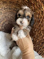 Moana, a female Bernedoodle and Golden Mountain Doodle for sale in Superior, AZ – 7 of 10