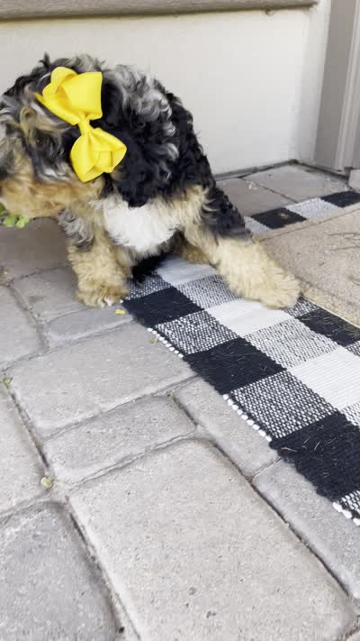 Bluey, a female Miniature Bernedoodle for sale in Superior, AZ – 9 of 10