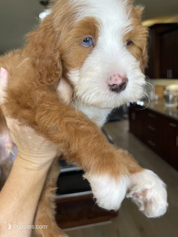Socks – Miniature Bernedoodle puppy for sale in Superior, AZ