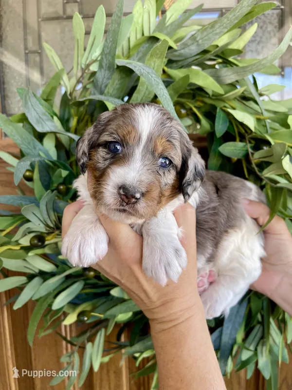Lilo – Bernedoodle, Golden Mountain Doodle puppy for sale in Superior, AZ