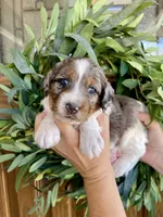 Lilo, a female Bernedoodle and Golden Mountain Doodle for sale in Superior, AZ – 1 of 1