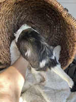 Tiki, a female Bernedoodle and Golden Mountain Dog for sale in Superior, AZ – 5 of 8
