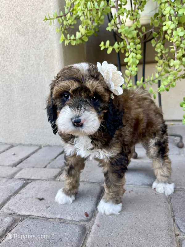 Moana – Bernedoodle, Golden Mountain Doodle puppy for sale in Superior, AZ