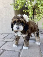 Moana, a female Bernedoodle and Golden Mountain Doodle for sale in Superior, AZ – 1 of 10