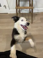 Bear, a male Miniature Australian Shepherd for sale in Superior, AZ – 4 of 4