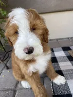 Socks, a male Miniature Bernedoodle for sale in Superior, AZ – 2 of 7