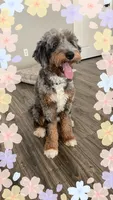 Moana, a female Bernedoodle and Golden Mountain Doodle for sale in Superior, AZ – 9 of 10