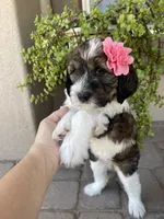 Tiki, a female Bernedoodle and Golden Mountain Dog for sale in Superior, AZ – 2 of 8