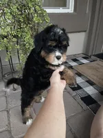 Rocket, a male Cavapoo and Miniature Bernedoodle for sale in Superior, AZ – 3 of 3