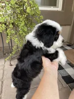 Yankee, a male Cavapoo and Miniature Bernedoodle for sale in Superior, AZ – 3 of 4
