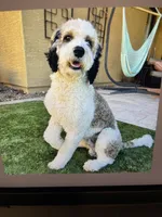 Moana, a female Bernedoodle and Golden Mountain Doodle for sale in Superior, AZ – 10 of 10