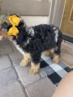 Bluey, a female Miniature Bernedoodle for sale in Superior, AZ – 7 of 10