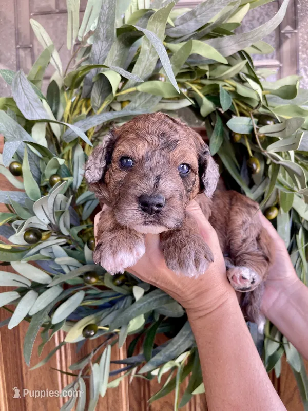 Nalu – Bernedoodle, Golden Mountain Doodle puppy for sale in Superior, AZ
