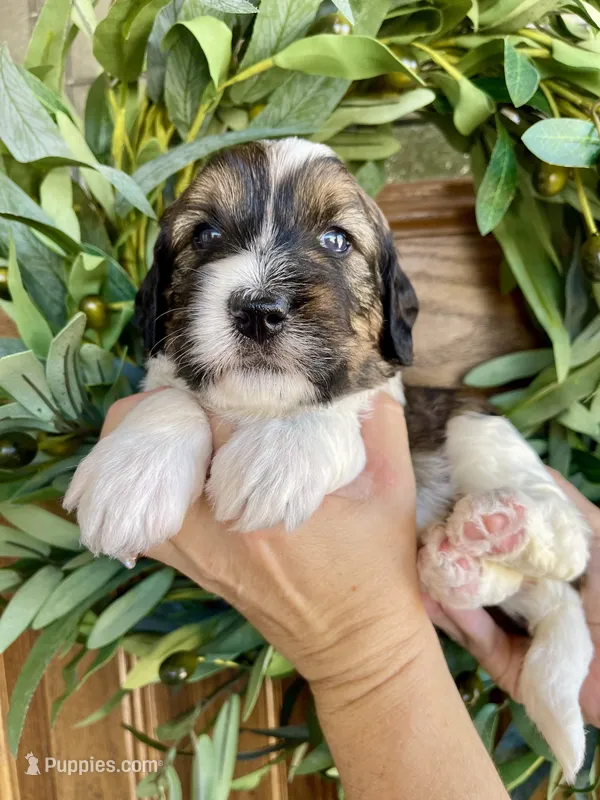 Tiki – Bernedoodle, Golden Mountain Dog puppy for sale in Superior, AZ