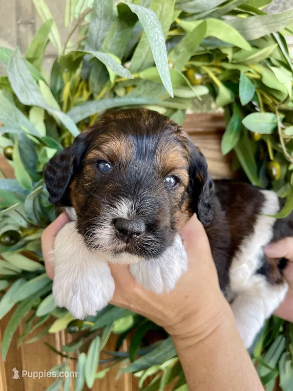 Kai – Bernedoodle, Golden Mountain Doodle puppy for sale in Superior, AZ