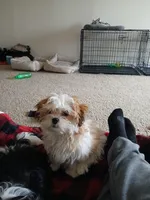 NA, a female Shih Tzu for sale in Nevada City, CA – Photo 5 of 10