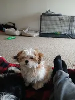 NA, a female Shih Tzu for sale in Nevada City, CA – Photo 4 of 10