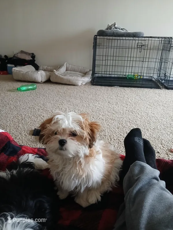 NA – Shih Tzu puppy for sale in Nevada City, CA