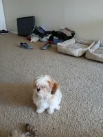 NA, a female Shih Tzu for sale in Nevada City, CA – Photo 9 of 10