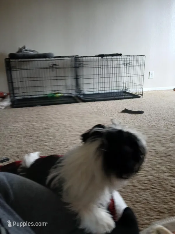 NA – Shih Tzu puppy for sale in Nevada City, CA