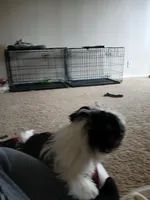 NA, a male Shih Tzu for sale in Nevada City, CA – Photo 1 of 3