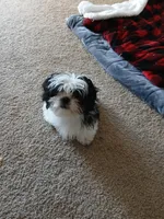 NA, a male Shih Tzu for sale in Las Vegas, NV – 9 of 10