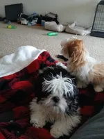 NA, a male Shih Tzu for sale in Las Vegas, NV – 4 of 10