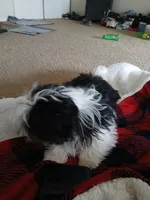 NA, a male Shih Tzu for sale in Nevada City, CA – Photo 3 of 3