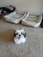NA, a male Shih Tzu for sale in Las Vegas, NV – 8 of 10