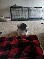 NA, a male Shih Tzu for sale in Nevada City, CA – Photo 2 of 3