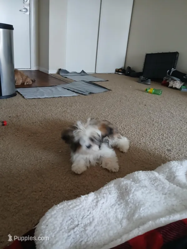 NA – Shih Tzu puppy for sale in Nevada City, CA