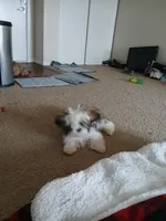 NA, a male Shih Tzu for sale in Nevada City, CA – Photo 1 of 3