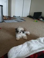 NA, a male Shih Tzu for sale in Nevada City, CA – Photo 2 of 3