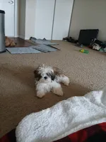 NA, a male Shih Tzu for sale in Nevada City, CA – Photo 3 of 3