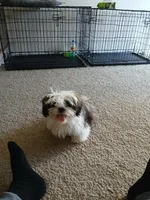 NA, a male Shih Tzu for sale in Las Vegas, NV – 7 of 10
