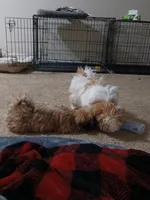 NA, a female Shih Tzu for sale in Nevada City, CA – Photo 4 of 10